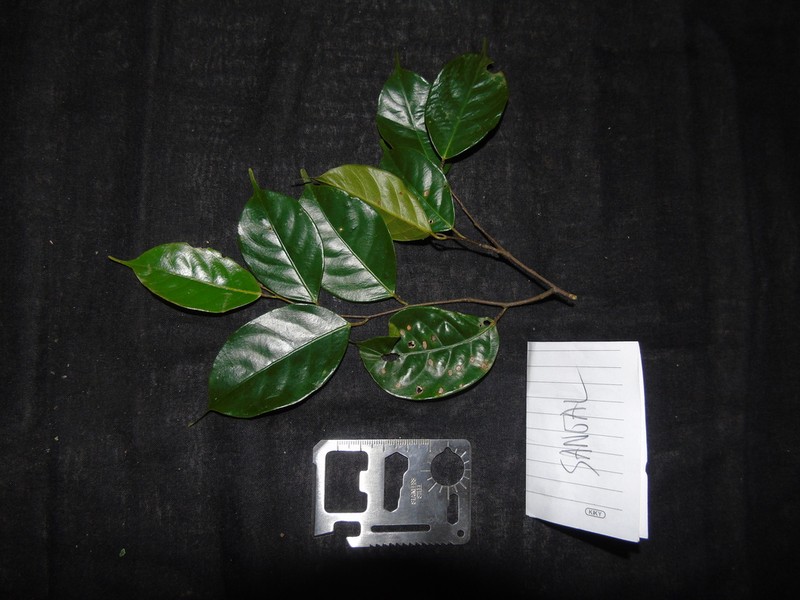 Richetia multiflora photo 3