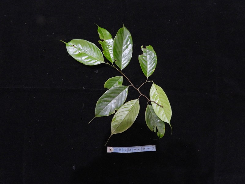 Richetia multiflora photo 8