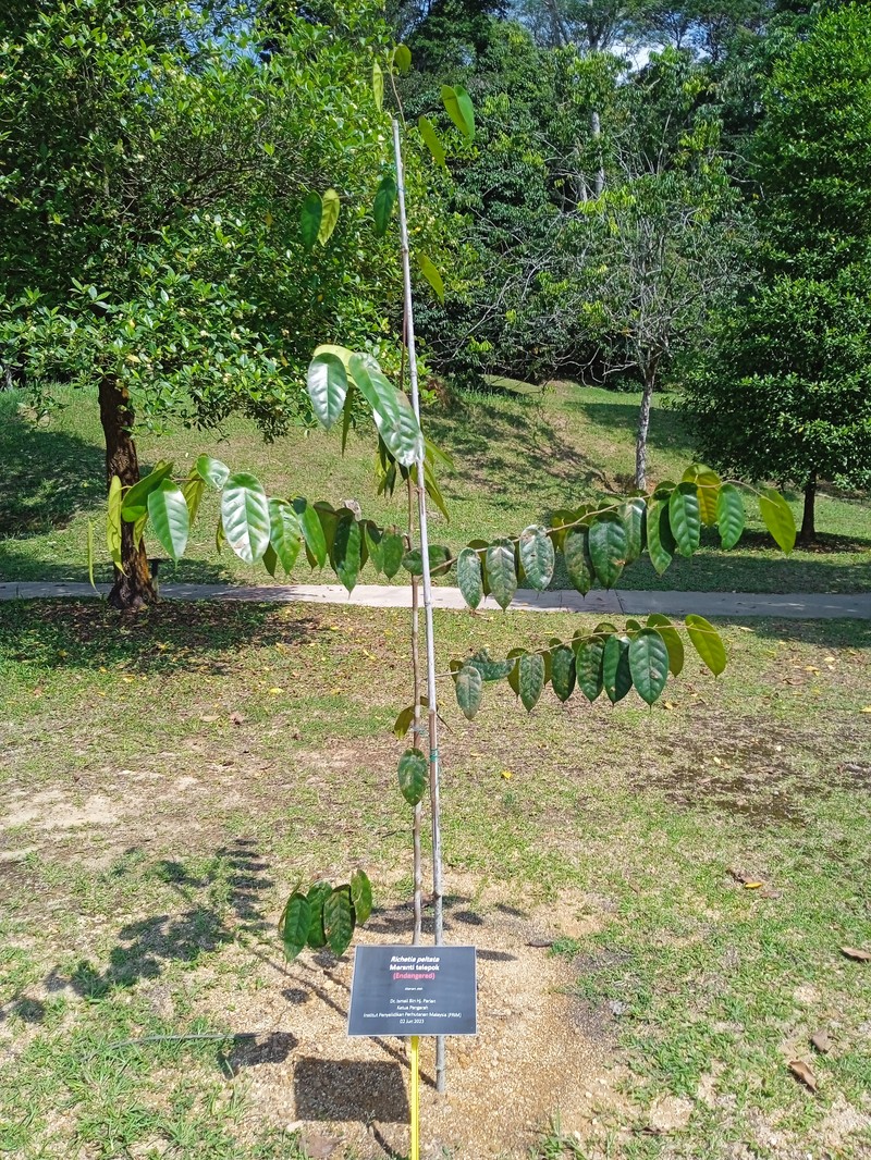 Richetia peltata