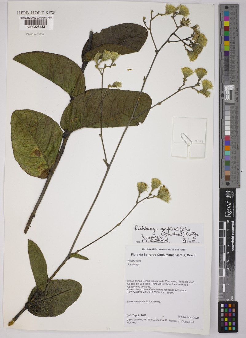 Richterago amplexifolia