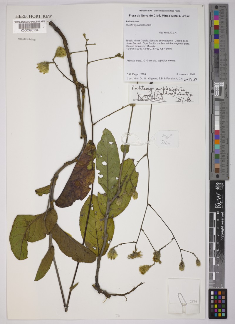 Richterago amplexifolia photo 2