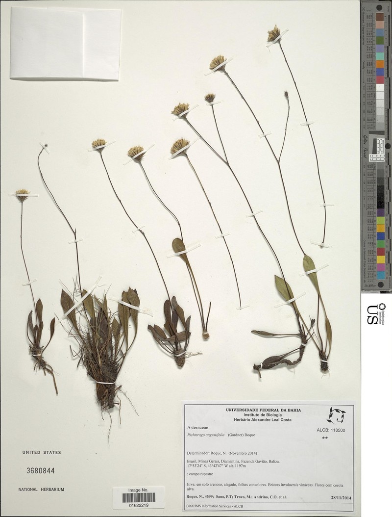 Richterago angustifolia