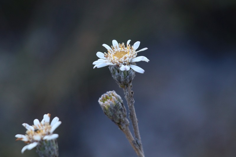 Richterago arenaria photo 2