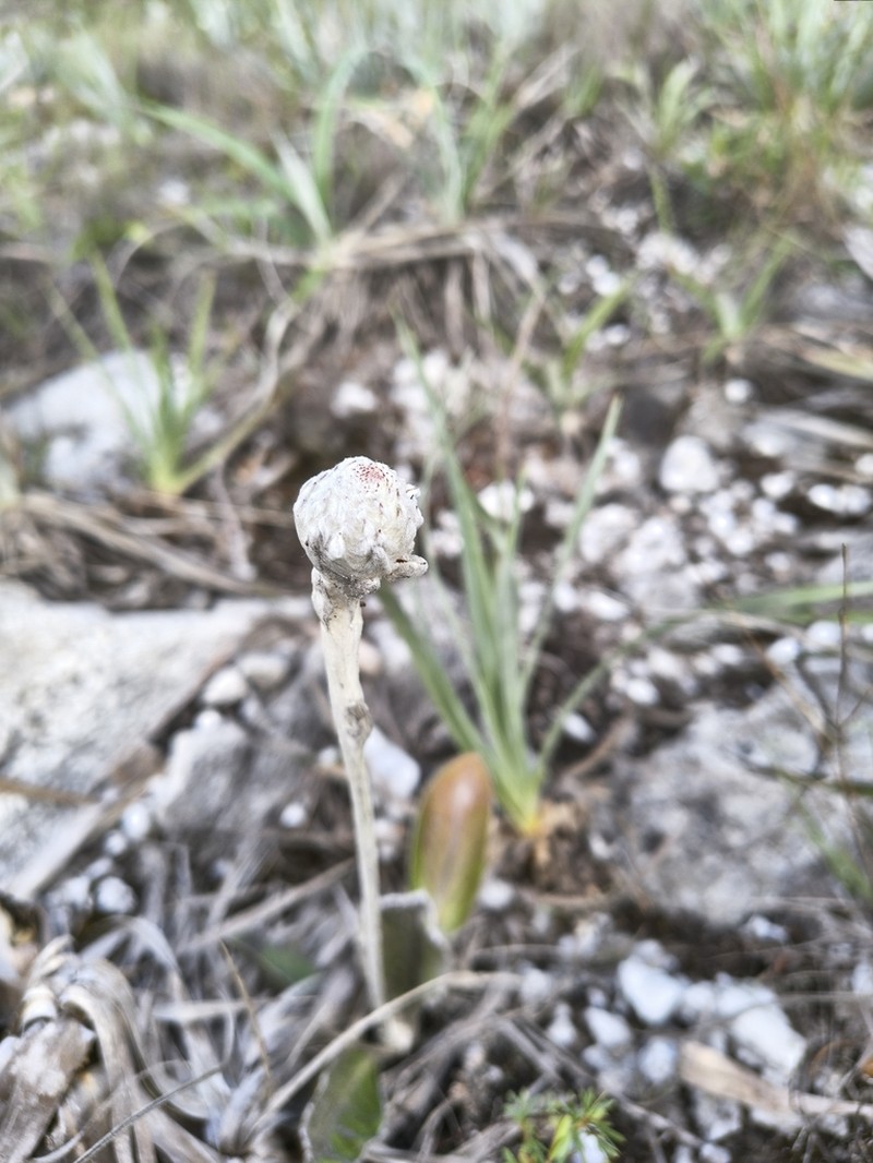 Richterago arenaria photo 3