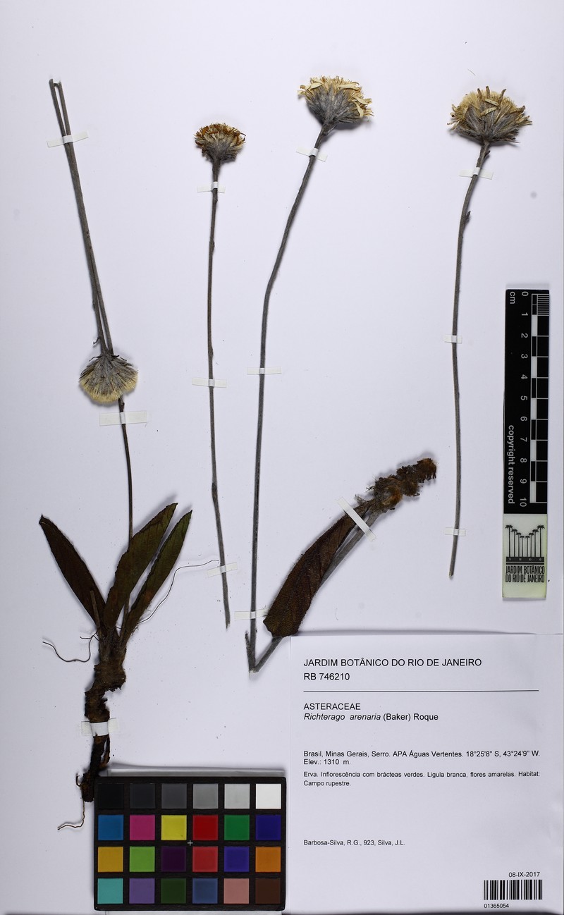 Richterago arenaria photo 5
