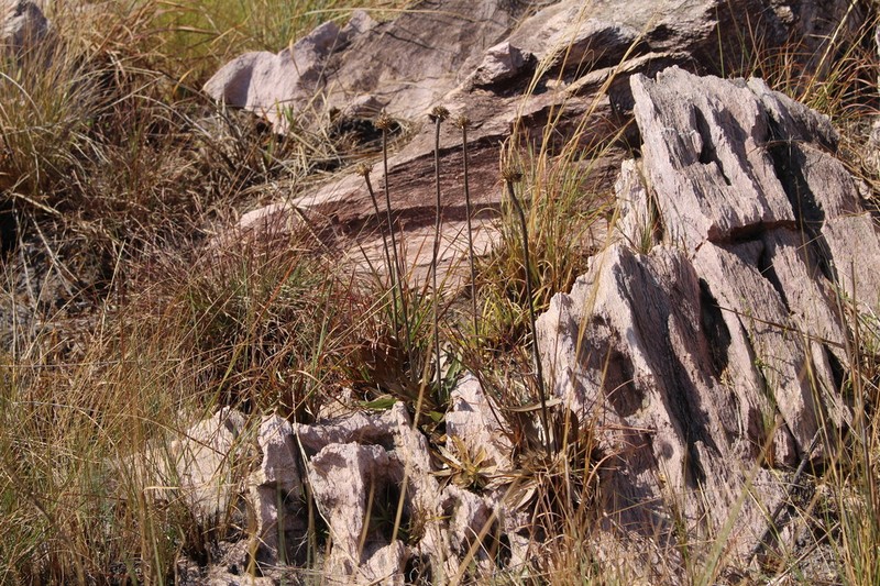 Richterago campestris