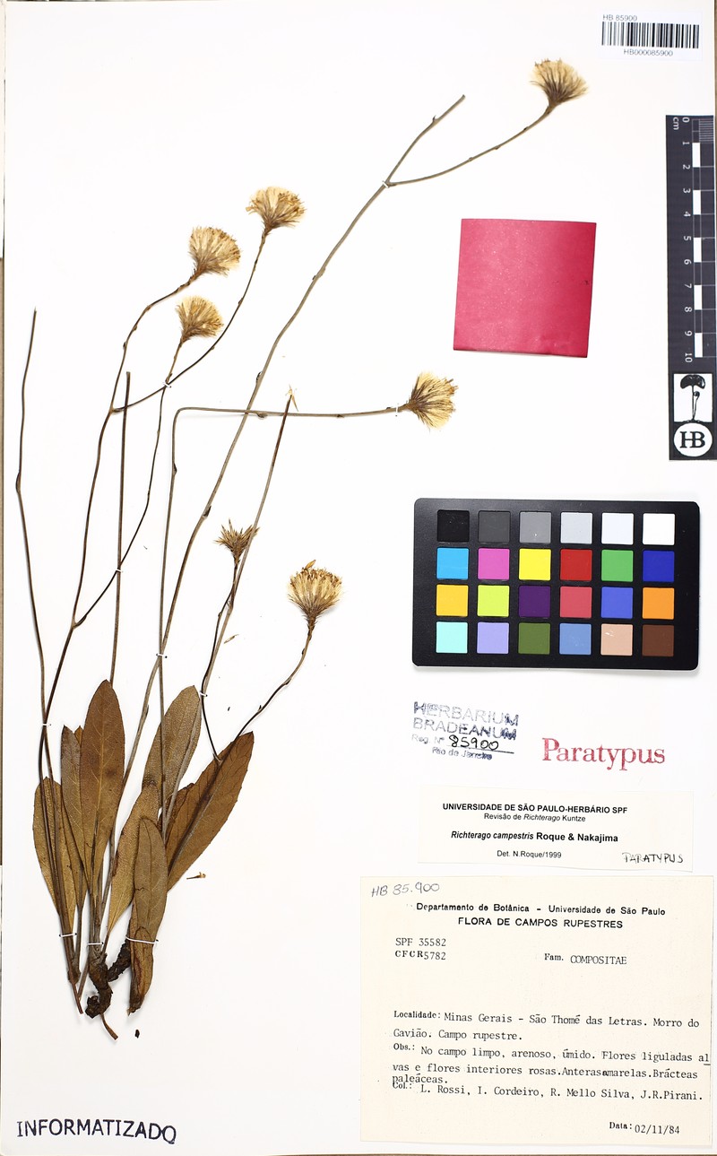 Richterago campestris photo 2