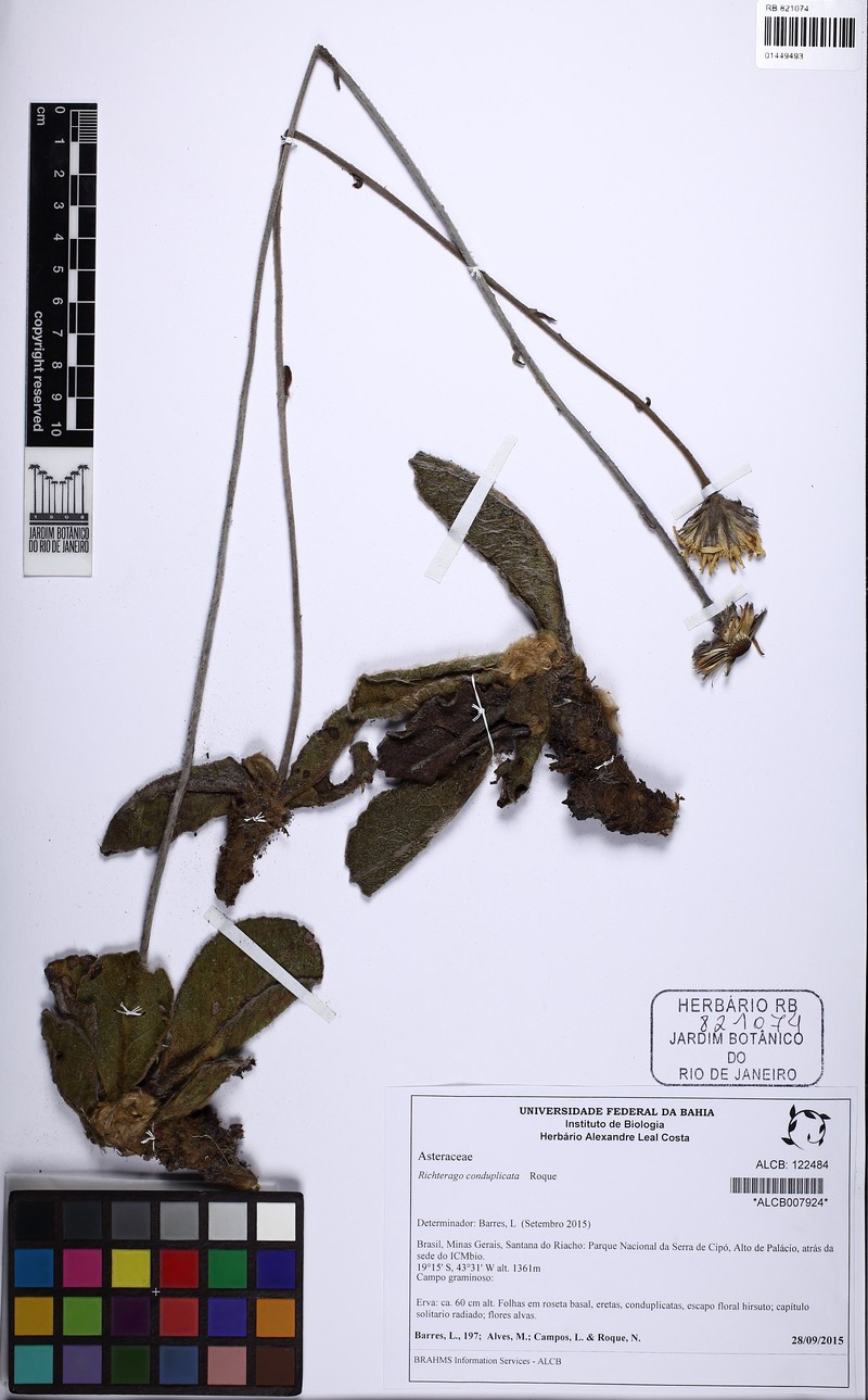 Richterago conduplicata