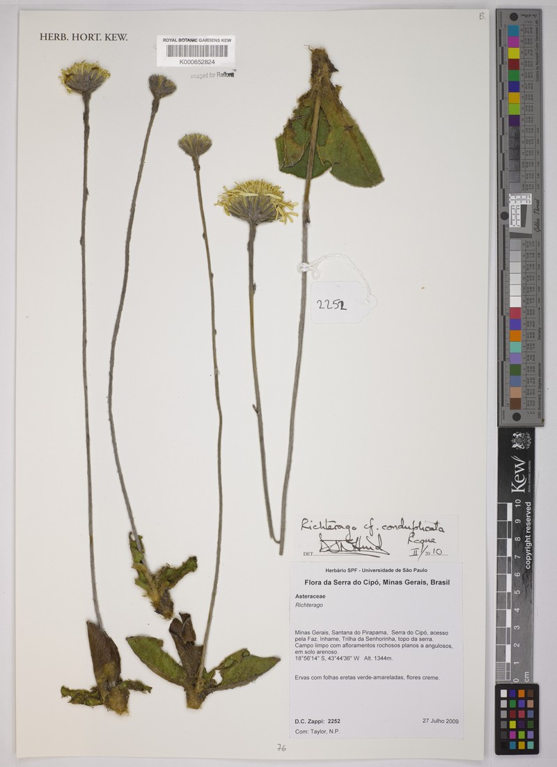 Richterago conduplicata photo 2