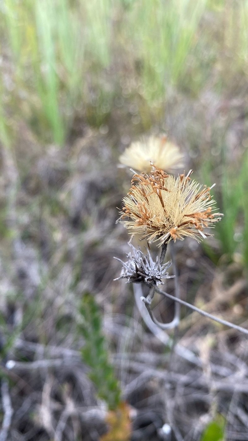 Richterago discoidea
