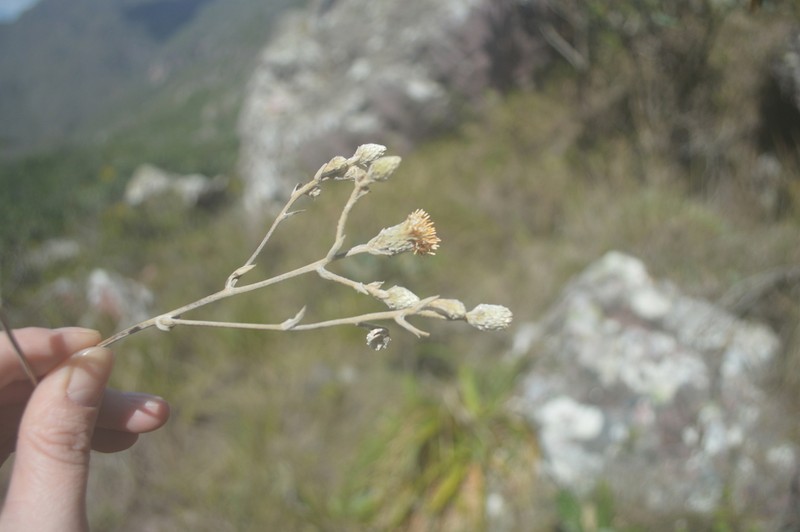 Richterago discoidea photo 2