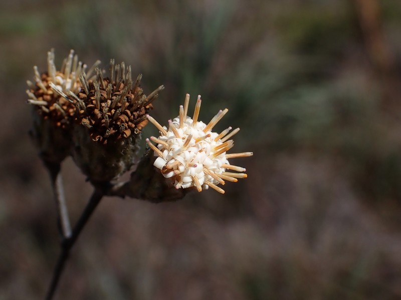 Richterago discoidea photo 3