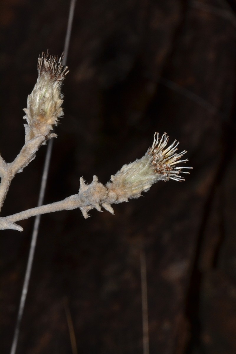 Richterago discoidea photo 4