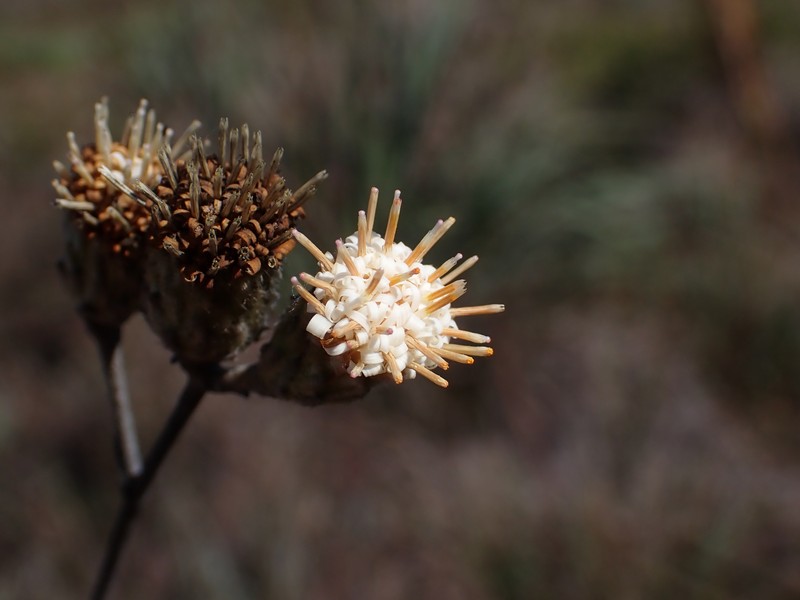 Richterago discoidea photo 5