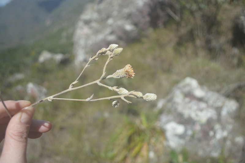 Richterago discoidea photo 6
