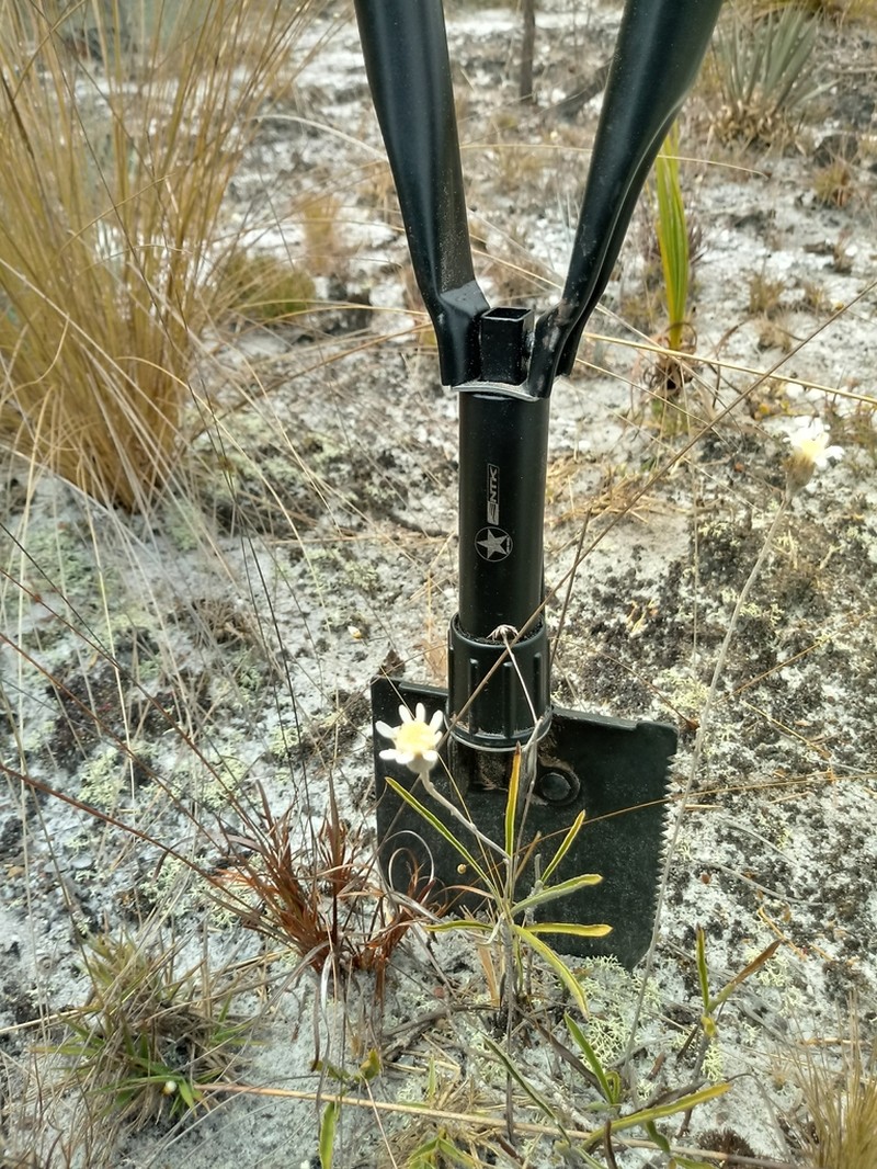 Richterago elegans