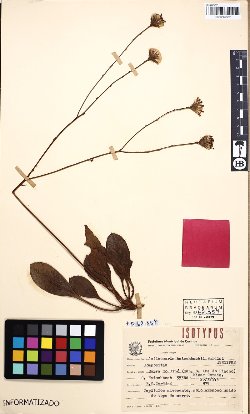 Richterago hatschbachii