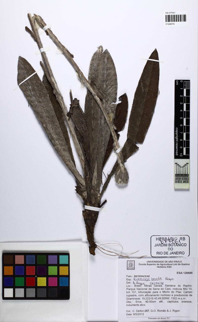 Richterago lanata