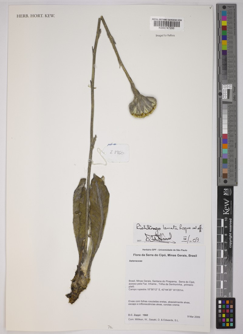 Richterago lanata photo 2