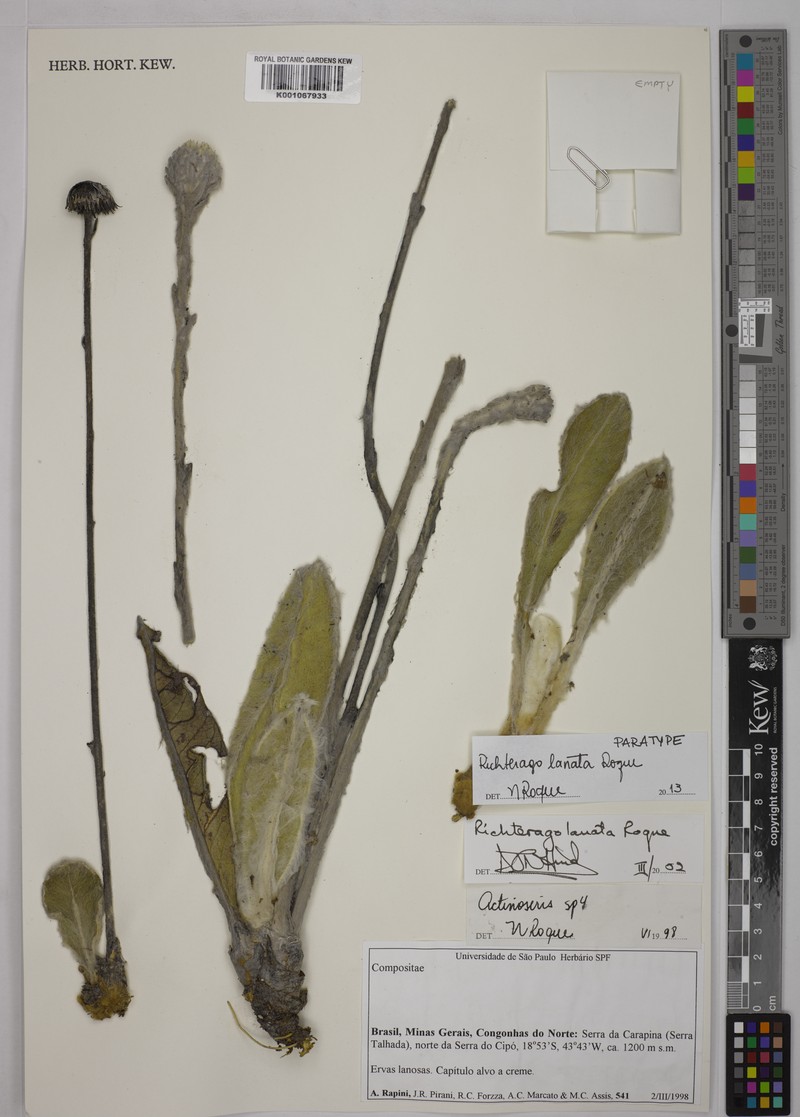 Richterago lanata photo 3