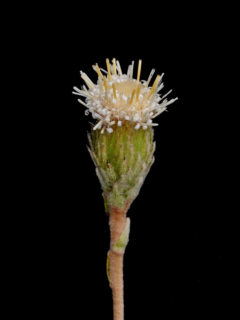 Richterago petiolata
