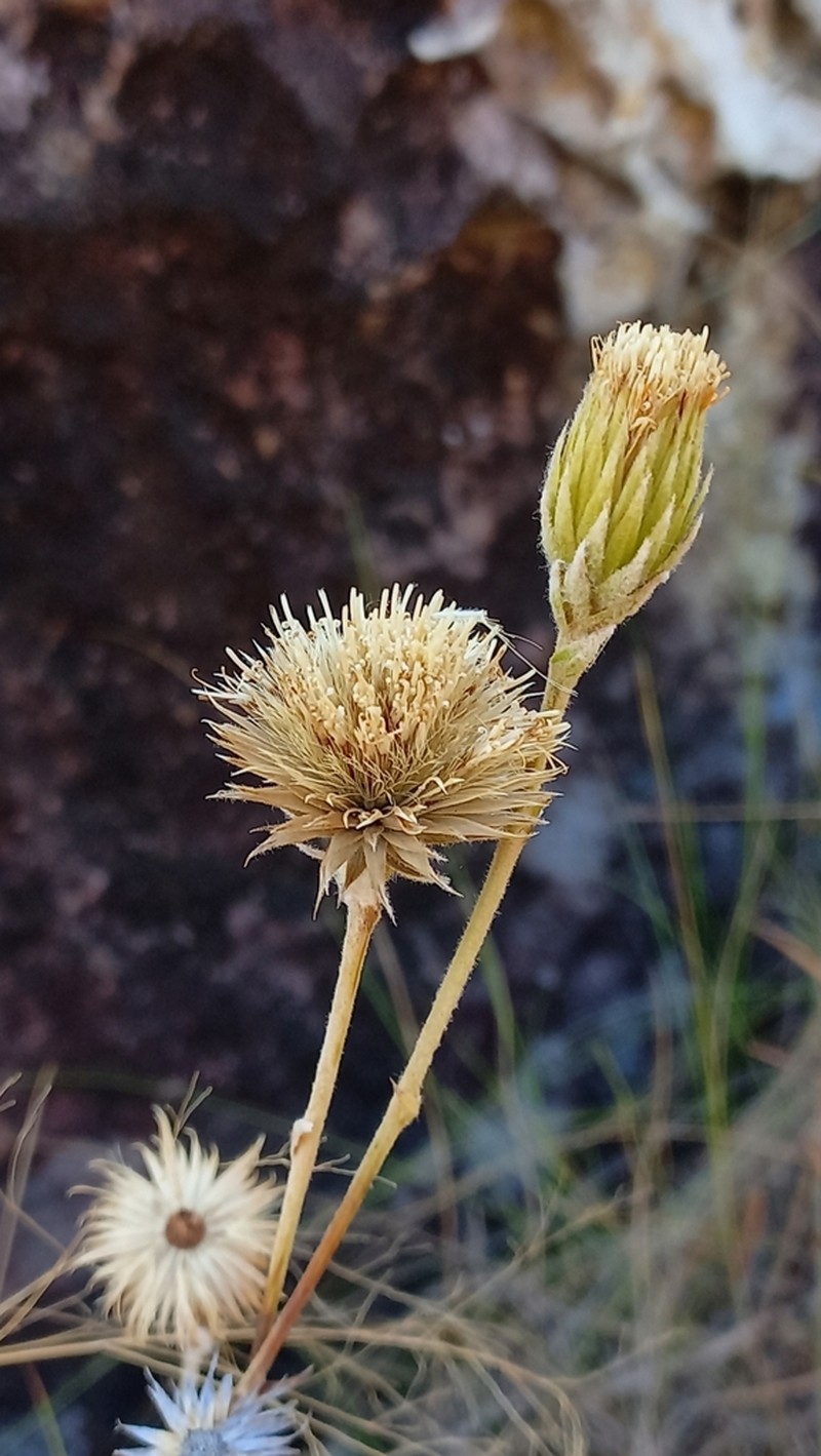 Richterago petiolata photo 2