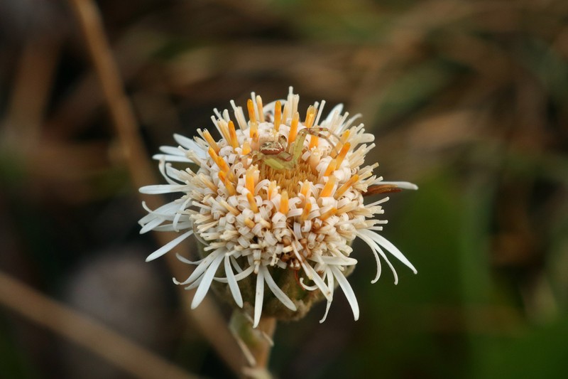 Richterago petiolata photo 3