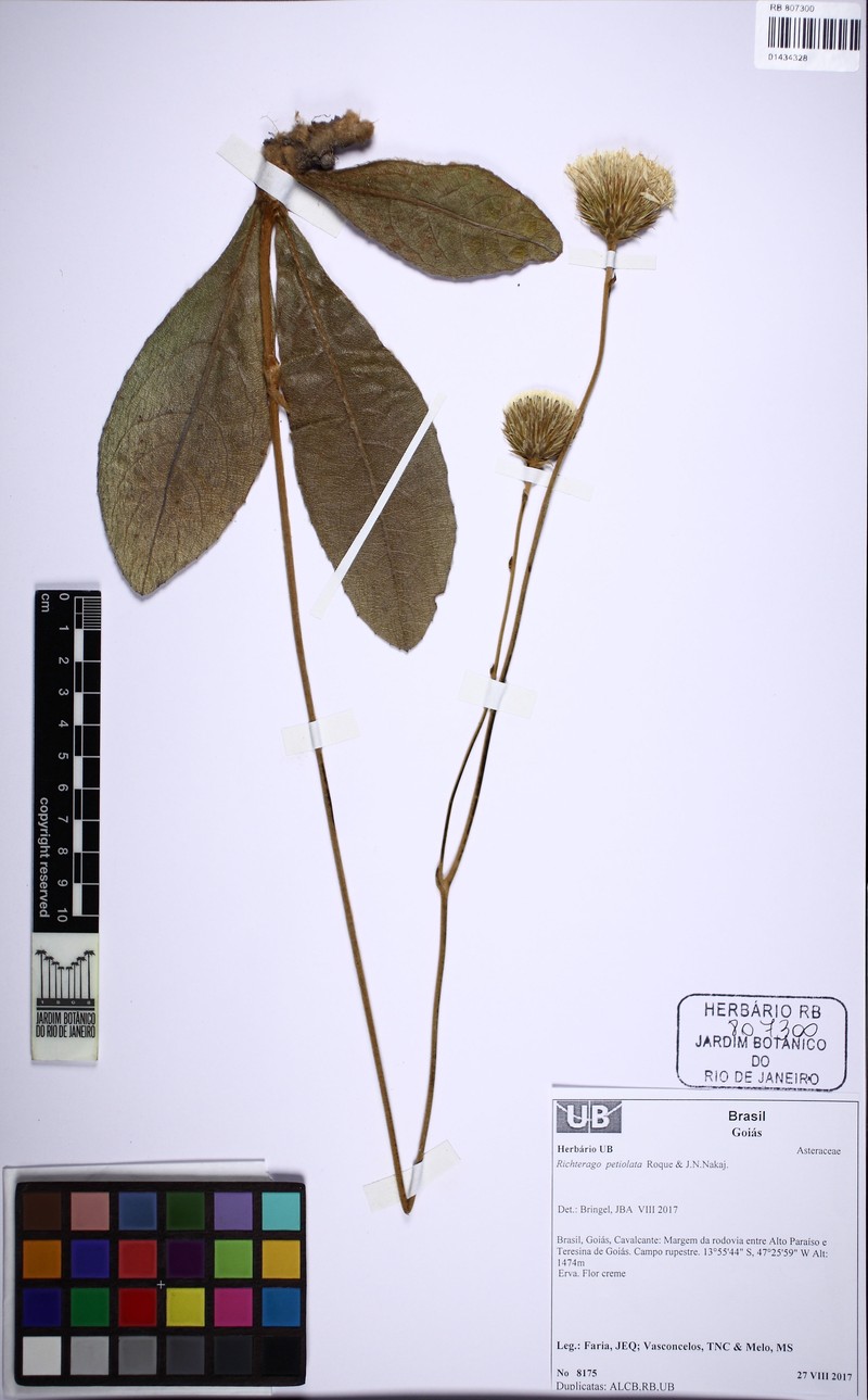 Richterago petiolata photo 5