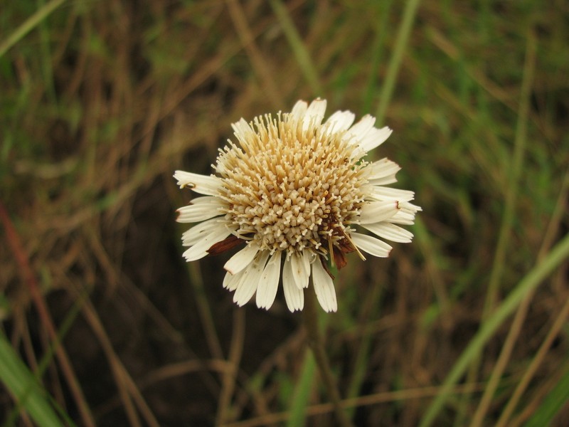 Richterago polymorpha