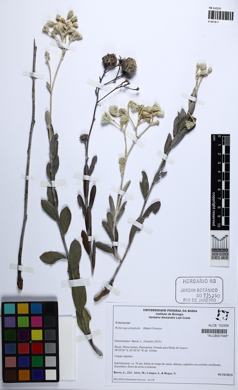Richterago polyphylla