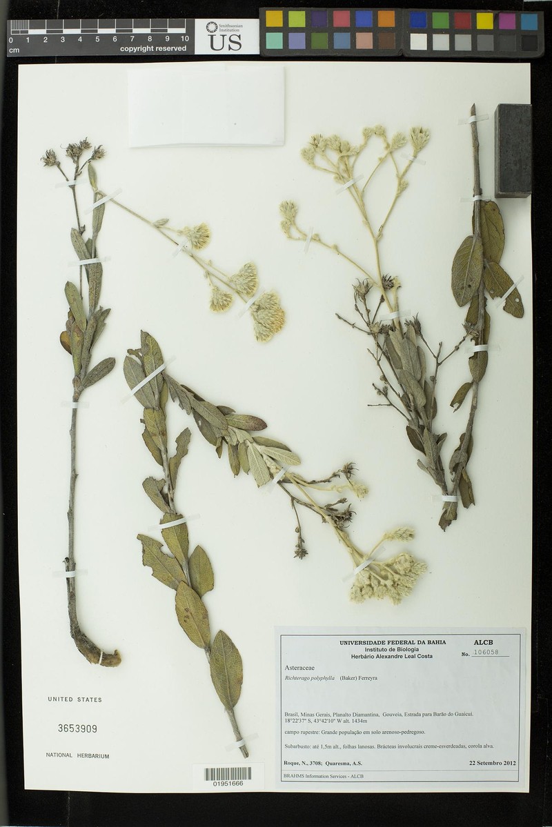 Richterago polyphylla photo 2