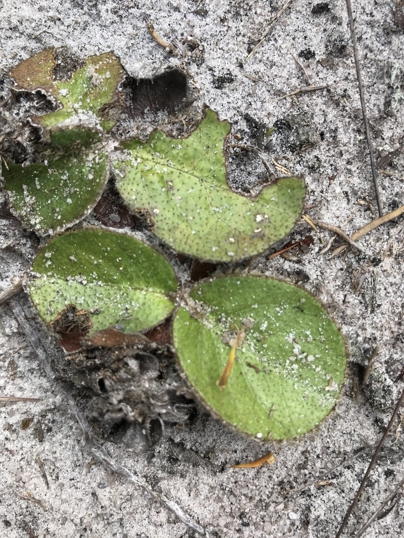 Richterago radiata