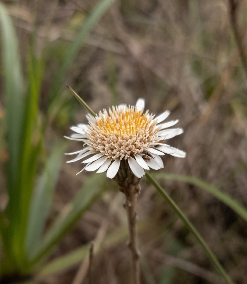 Richterago radiata photo 2
