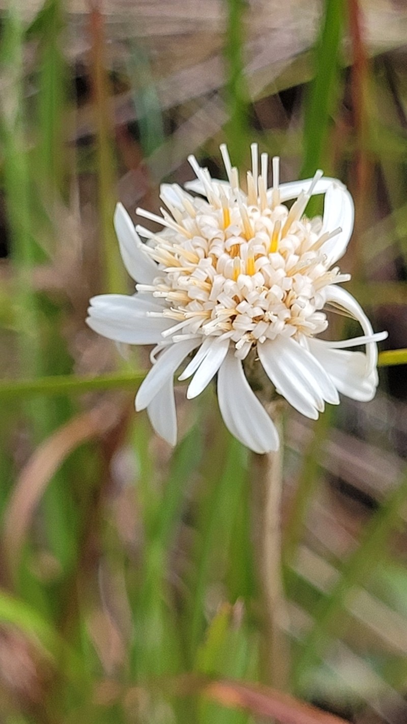 Richterago radiata photo 3