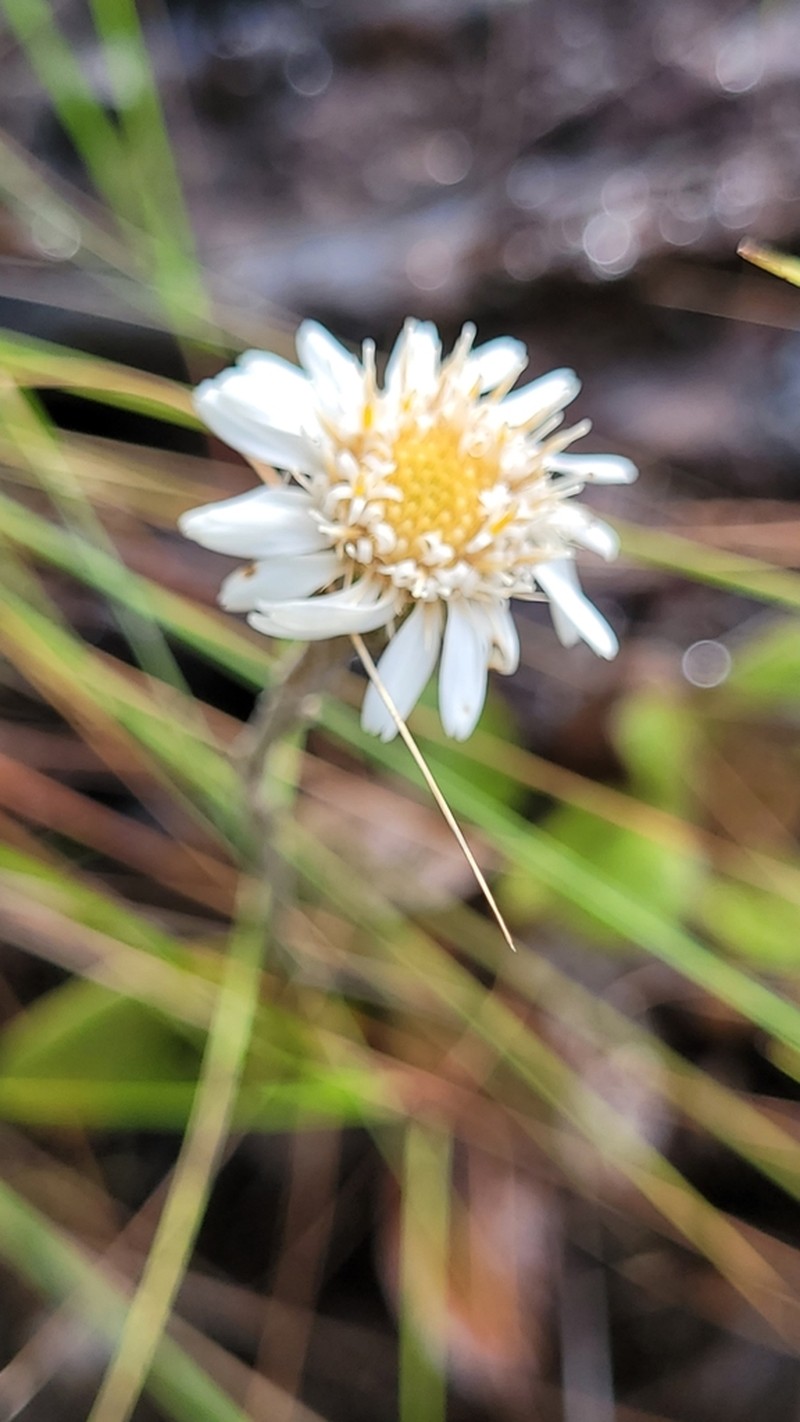 Richterago radiata photo 4