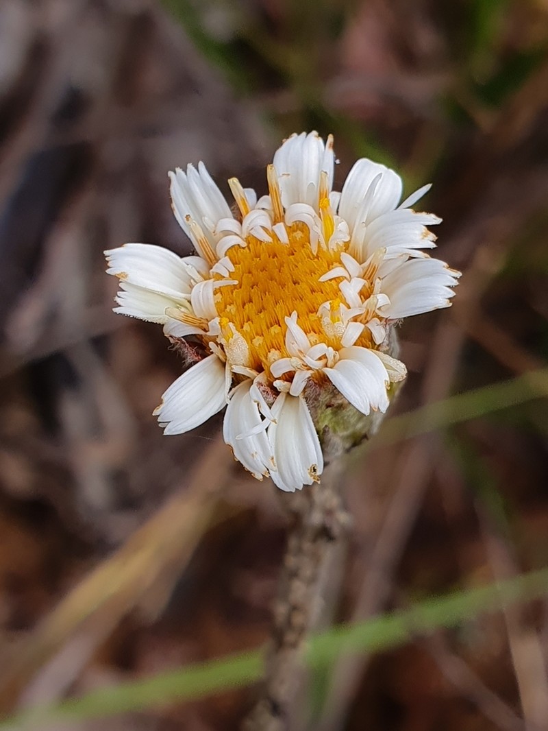 Richterago radiata photo 5