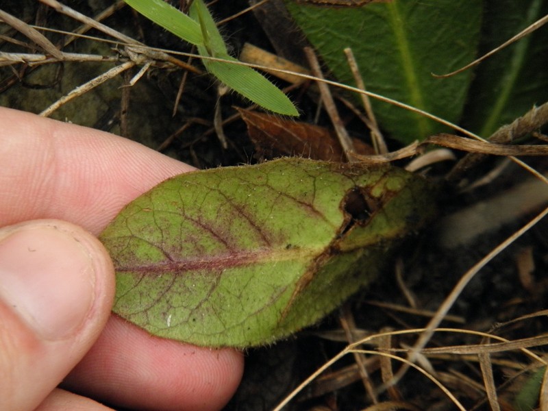 Richterago radiata photo 6