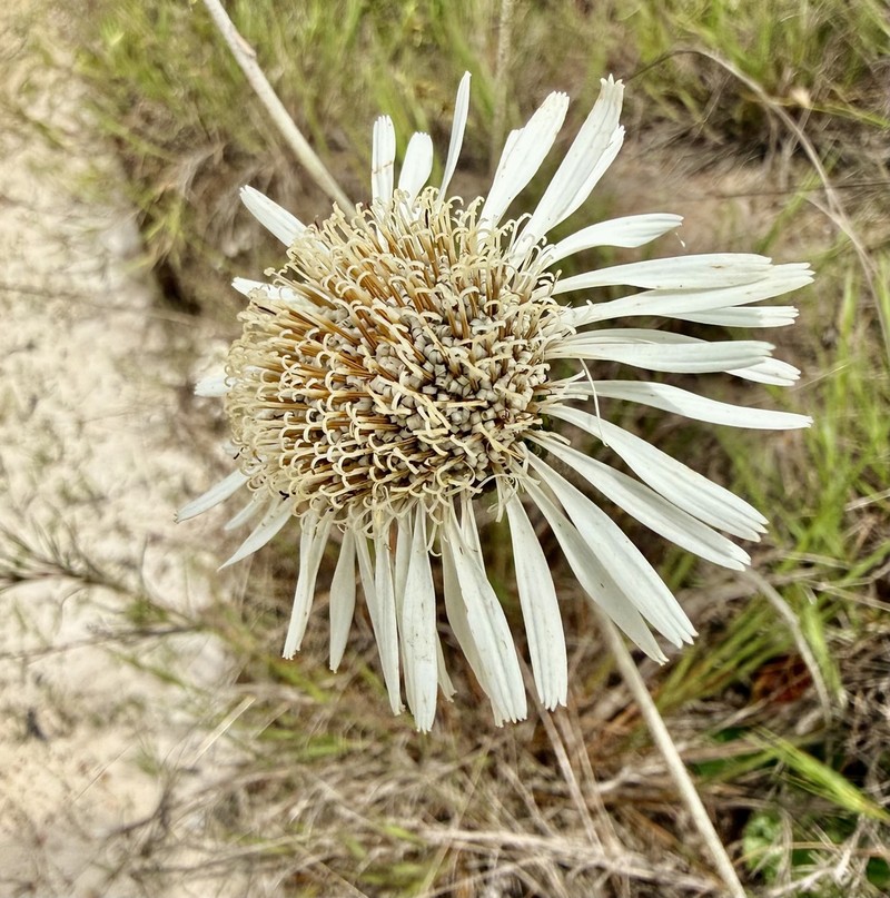 Richterago radiata photo 7