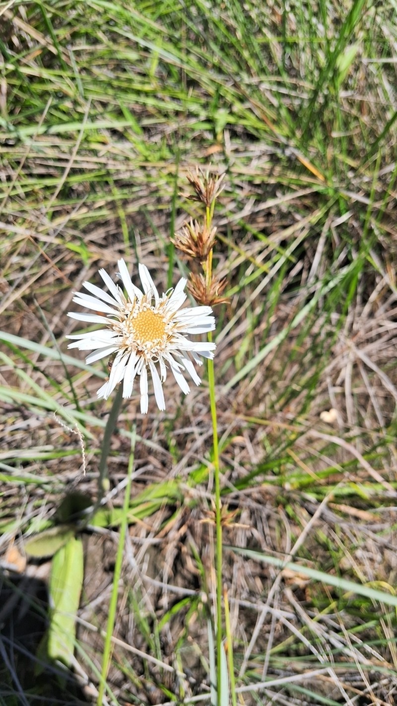 Richterago radiata photo 8