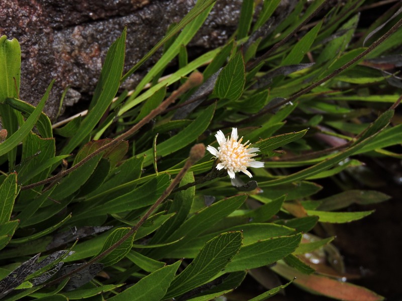 Richterago riparia