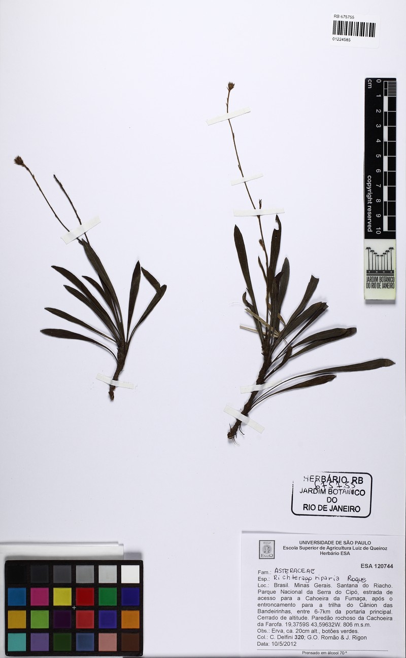 Richterago riparia photo 2