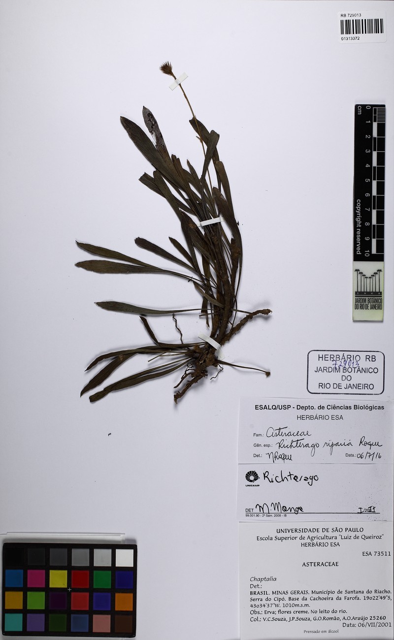 Richterago riparia photo 3