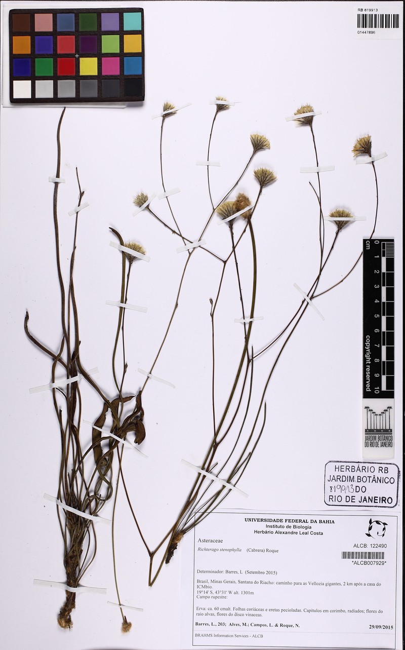 Richterago stenophylla