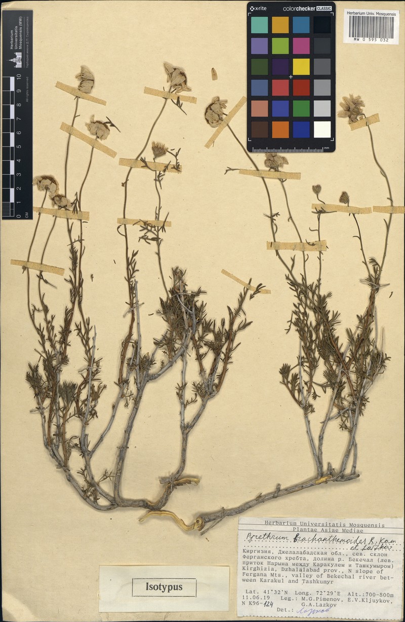 Richteria brachanthemoides photo 2