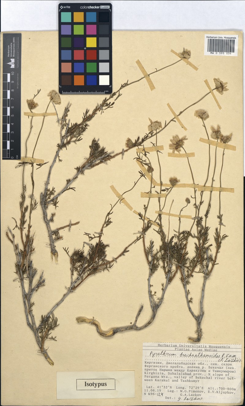 Richteria brachanthemoides photo 3