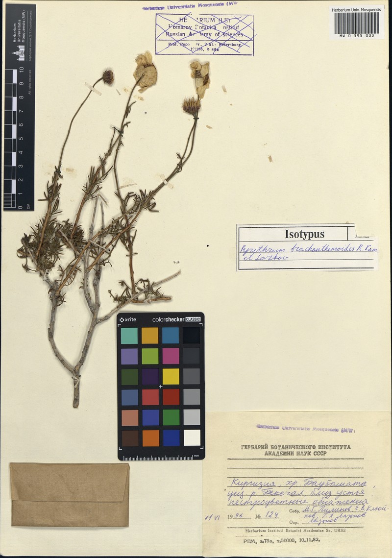 Richteria brachanthemoides photo 4