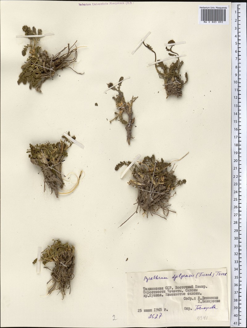Richteria djilgense photo 2