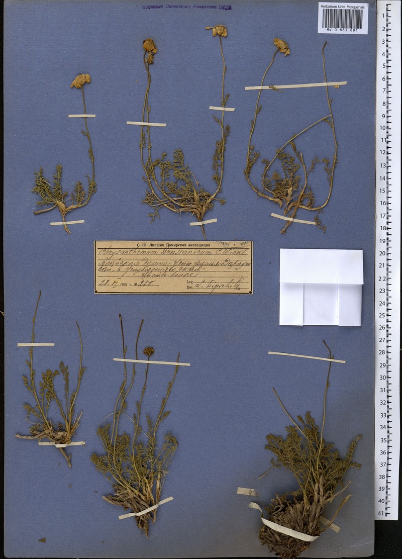 Richteria djilgense photo 5