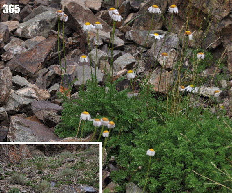 Richteria djilgense