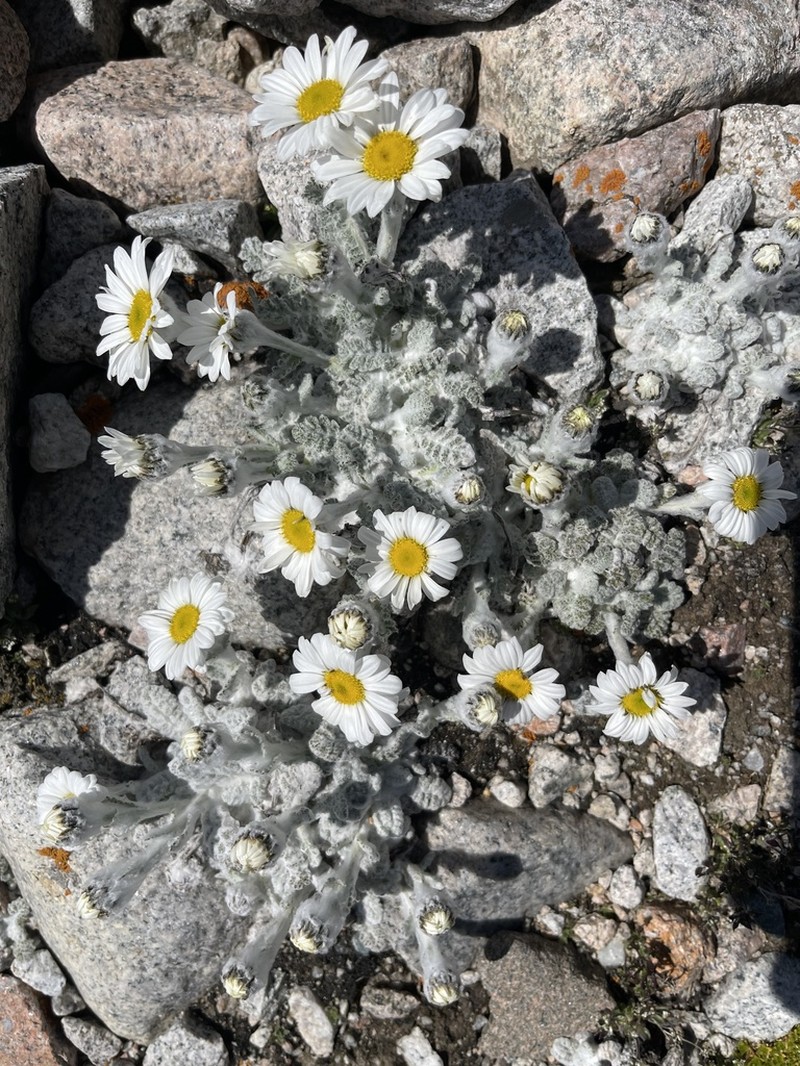 Richteria leontopodium